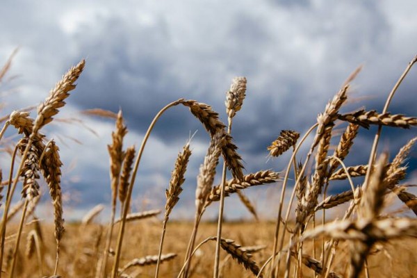 Valencia y otros puertos mediterráneos almacenarán el cereal de Ucrania que llegue por tren para su exportación 