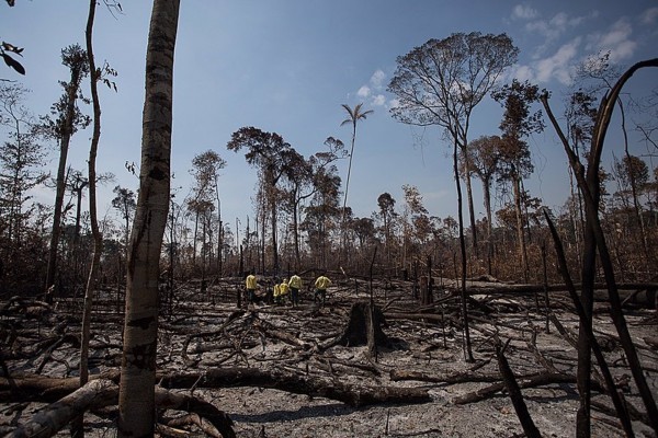 La crisis de biodiversidad puede abocar a la bancarrota