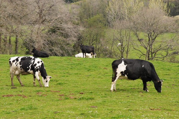 Agricultura y Transición Ecológica convoca ayudas de 75.000 euros para ganadería ecológica extensiva
