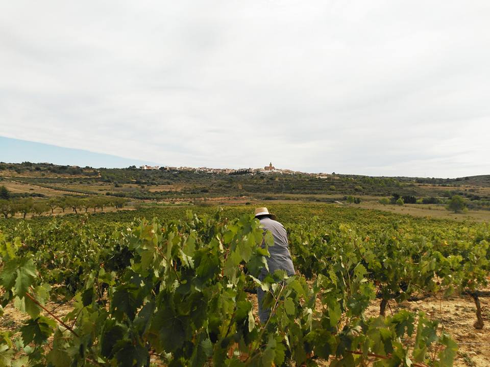 Tradició vitivinícola en la Torre d'en Domènec - 