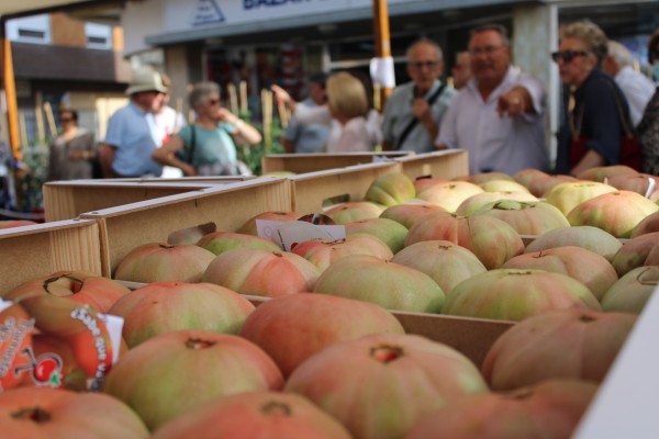 Tomate de El Perelló, col de Xàtiva, berenjena de Gandia...: la agricultura ya es un reclamo turístico