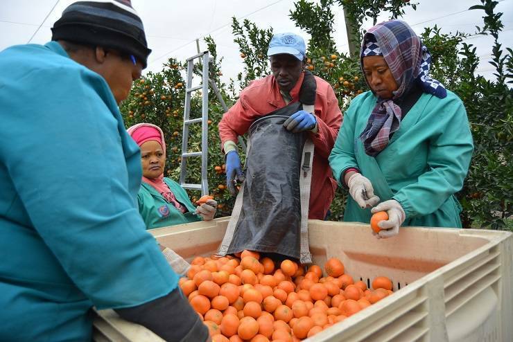 Toda la naranja llegada de Sudáfrica a partir del 14 de julio habrá superado el tratamiento en frío