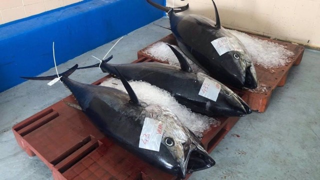Los barcos atuneros de Águilas paralizan la pesca para 