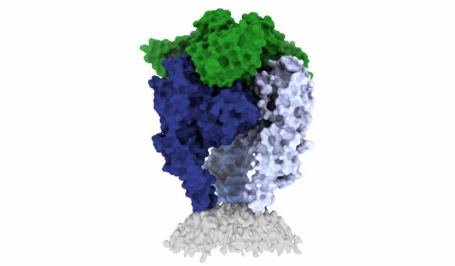 Un grupo de científicos captan por alta resolución el virus de la rabia para crear una mejor vacuna