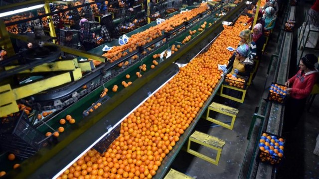 Bruselas inspeccionará las naranjas egipcias por vez primera... y mantiene la alerta sobre los cítricos turcos