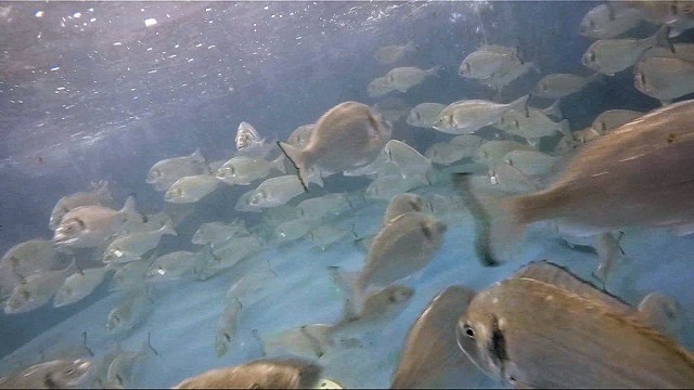 Un estudio del CSIC revela que las doradas pueden seleccionar el alimento en función de su sabor