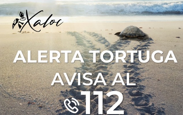 
Alerta Tortuga: comienza la época de nidificación de la tortuga marina
