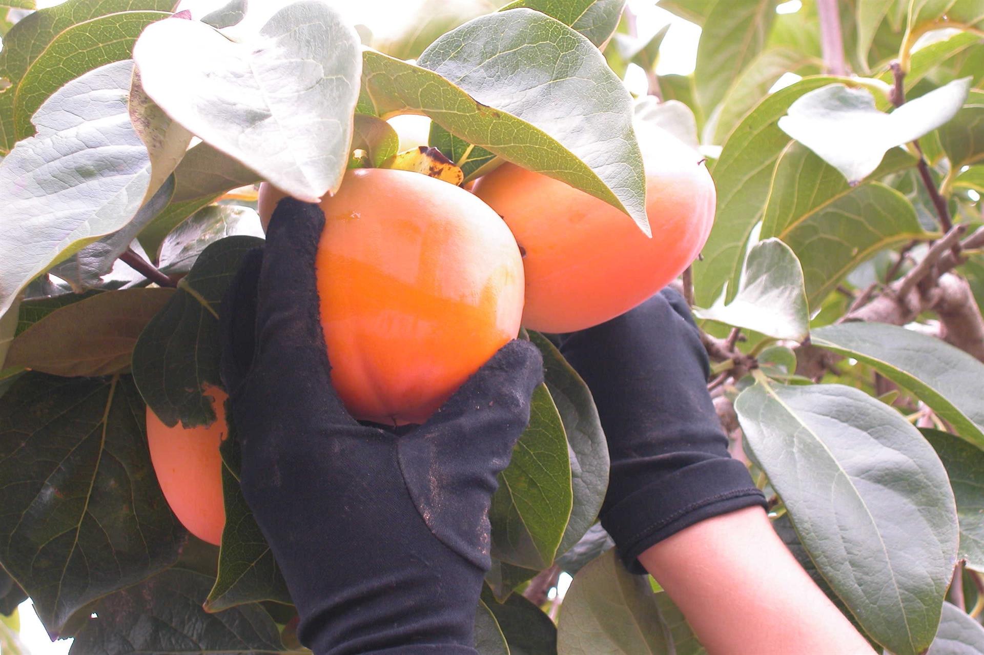 Agricultura aprueba ayudas por valor de 5 millones para compensar las pérdidas por el 'cotonet' 