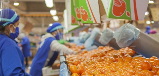 Citri&Co, insaciable: crece en el hemisferio sur tras vender campos de España al fondo PSP