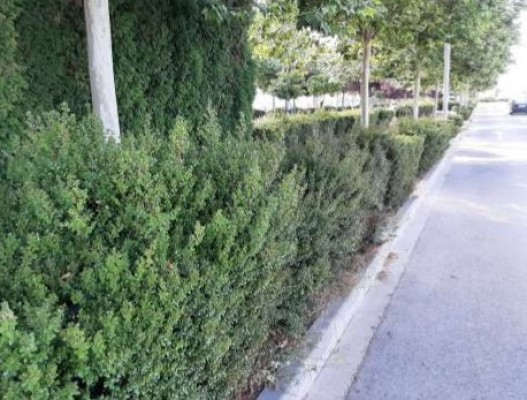 Burriana sanciona a la empresa de jardinería por 
