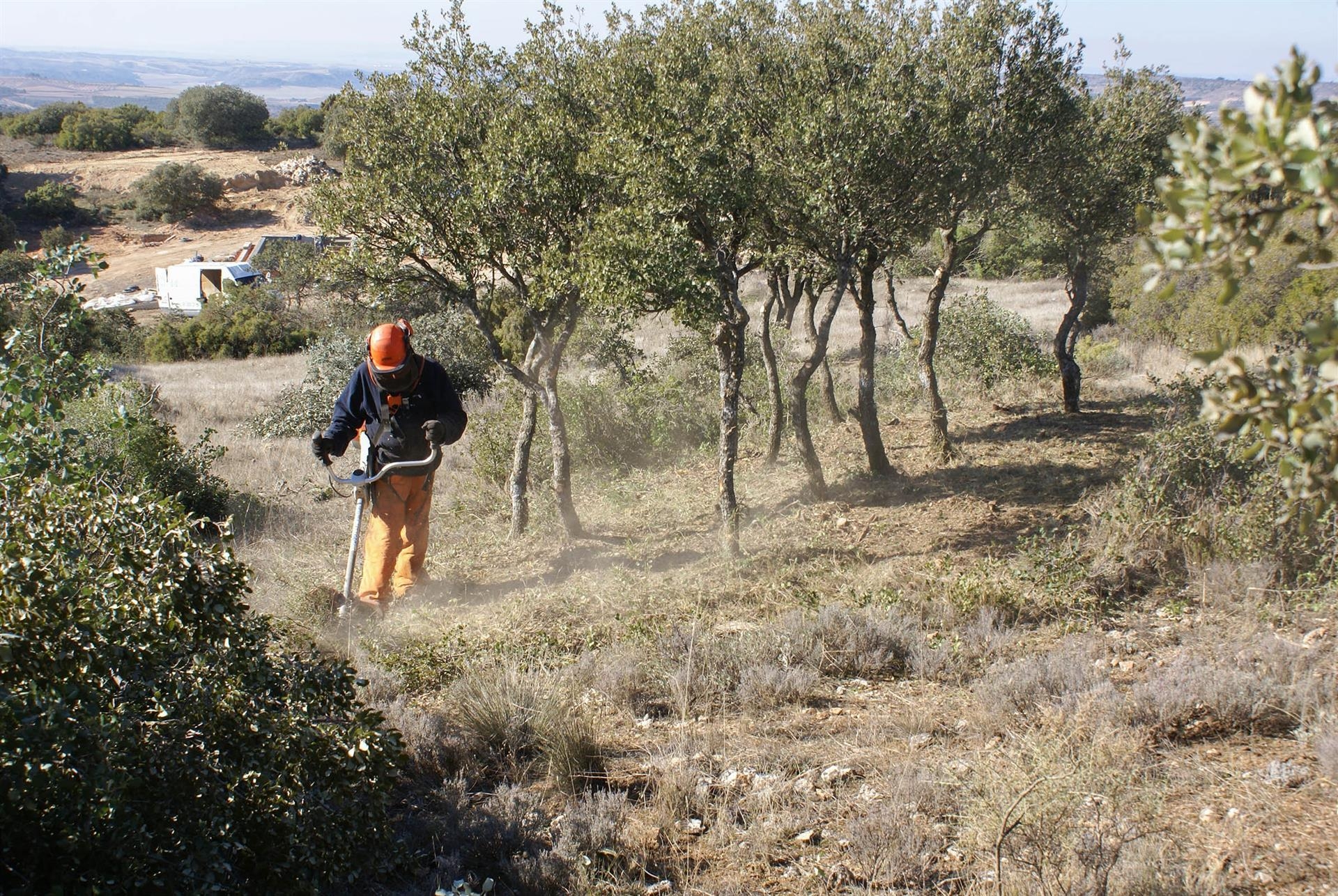 Personal forestal en un bosque valenciano. Foto: ASEMFO - 