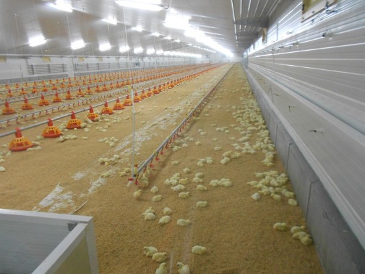 El precio del pollo se dispara un 164% de la granja a los supermercados, según La Unió