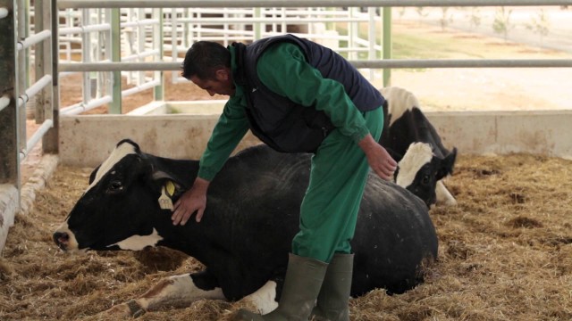 El Consell autoriza la ampliación de la vaquería de Villena que suministra la leche a Danone
