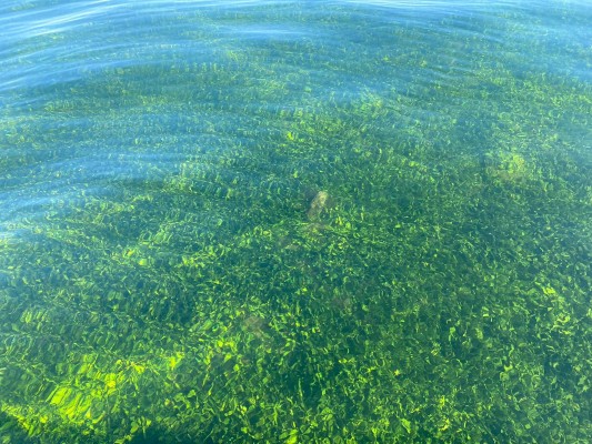 El Mar Menor estabiliza sus niveles de oxígeno: el área entre Islas Menores y Mar de Cristal es de 7,91 mg/l