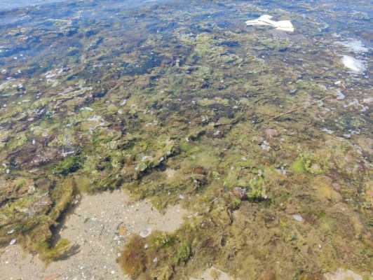 El seguimiento del fitoplancton tóxico de las aguas de la Región, pendiente de volver a licitarse