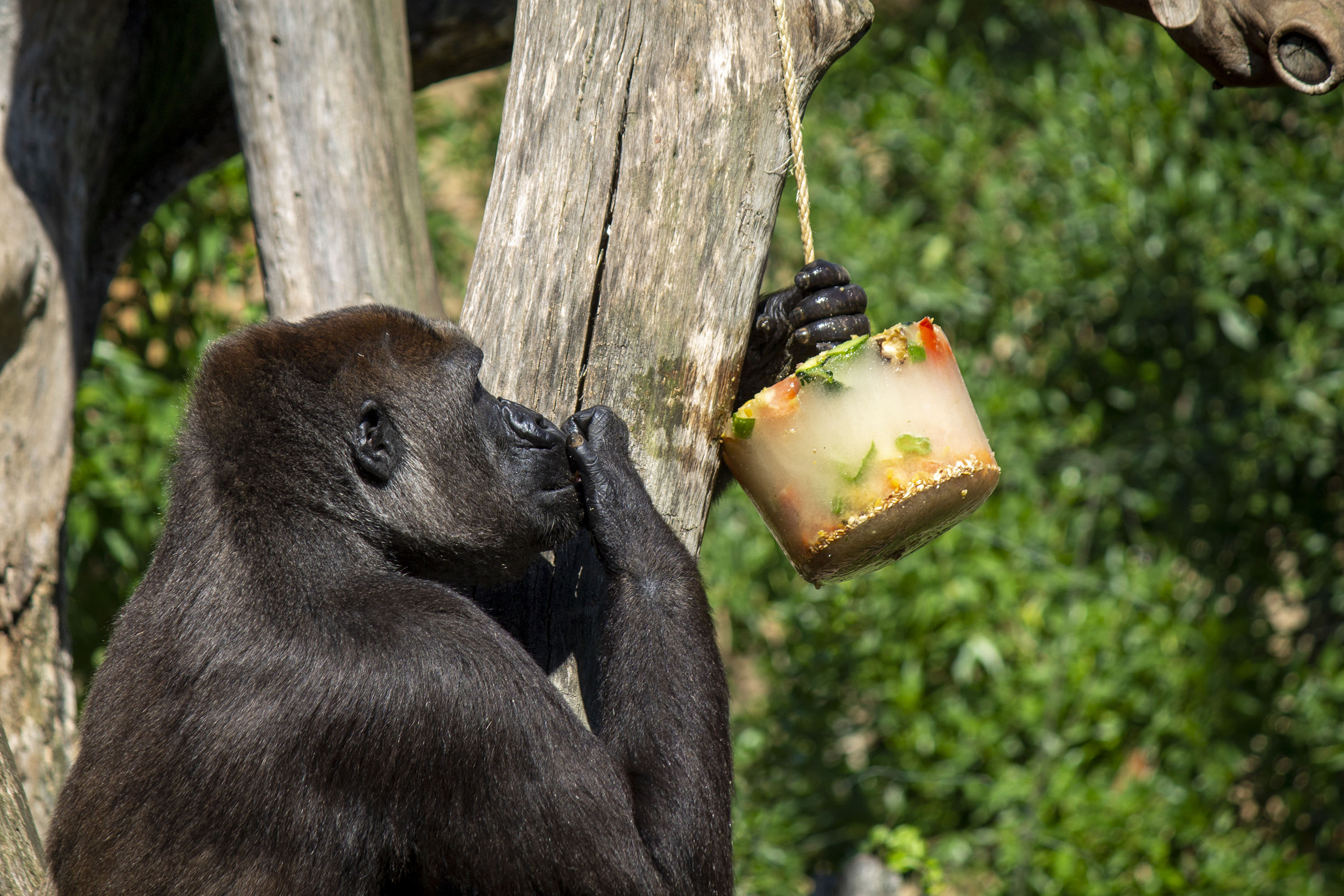 Helados y medidas extraordinarias para el bienestar de los animales de Bioparc