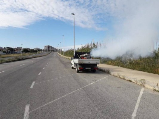 Elche trabaja en su primera ordenanza para luchar contra plaga de mosquitos
