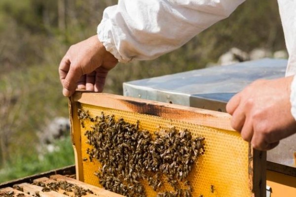 El sector apícola de la Región tendrá 715.000 euros en ayudas este año
