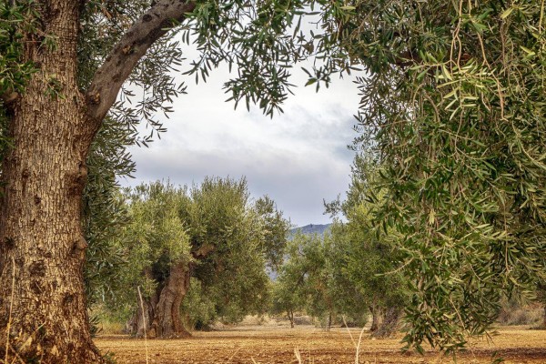 Compromís Xixona demana revisar la prohibició de les cremes agrícoles per part del Govern d'Espanya