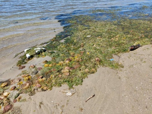 Cartagena adjudica de urgencia la retirada de biomasa del Mar Menor mientras ultima el contrato para todo el litoral
