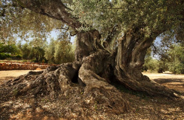 Turismo trabaja en nuevos productos: la ruta de los cátaros y la de los olivos