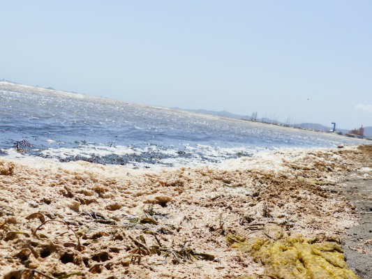 Organizaciones en defensa del Mar Menor recogerán algas este domingo como acto protesta por el estado de la laguna
