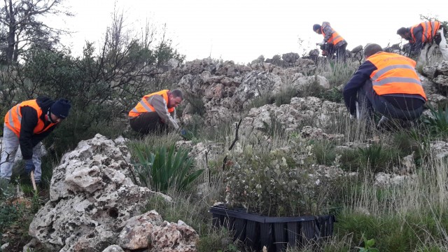 Hidraqua inicia la segunda fase de los trabajos de reforestación del incendio de Pego de 2015