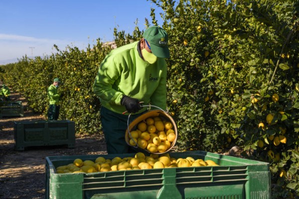 La agricultura ecológica saca músculo en la Región: crece un 20% en 2021 y ya supone un 28% del total