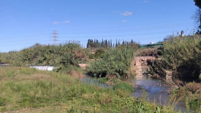 Manises intervendrá su zona del Parque Natural del Túria para recuperar el bosque de la ribera