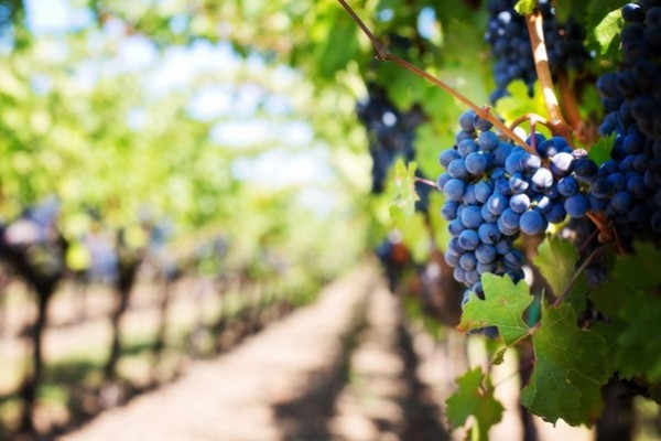 Los mejores vinos elaborados en España que debes probar