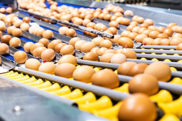 El consumo de huevos protege de las enfermedades cardiovasculares