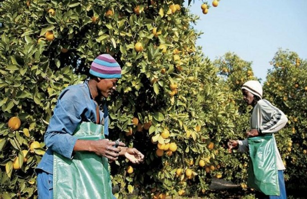 El tratamiento en frío amenaza más de la mitad de los envíos de cítricos sudafricanos a Europa