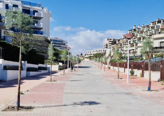 Elche pide una subvención a la Diputación para renovación de arbolado en barrios y pedanías 