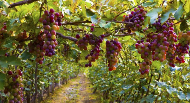 La joint venture del Grupo Fuertes y El Ciruelo pisa con fuerza: se hace con 400 hectáreas para el cultivo de fruta 