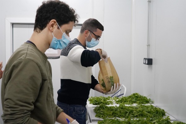 La UPCT logra cultivar rúcula sin suelo y con excedentes de agua y nutrientes de otro cultivo