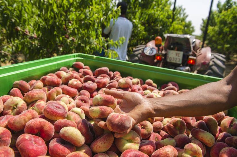 La campaña de fruta de hueso, la más corta en volumen de la última década
