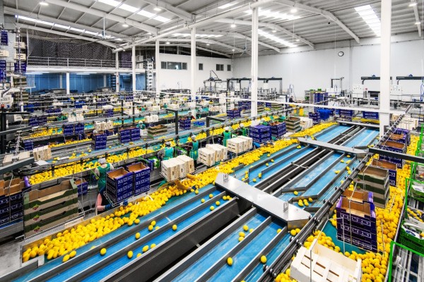 Citrus Gea Belmonte apuesta por la innovación de la mano de Paudire