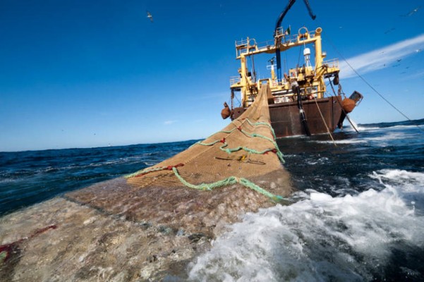 El grupo Sociplas, de la UA, crea propuestas para
minimizar basura marina en Áreas Marinas
Protegidas