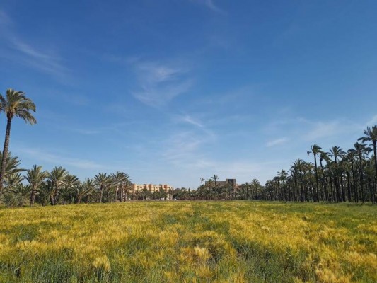 La detección de plagas reduce en un 60% la retirada de palmeras en Elche en los últimos años