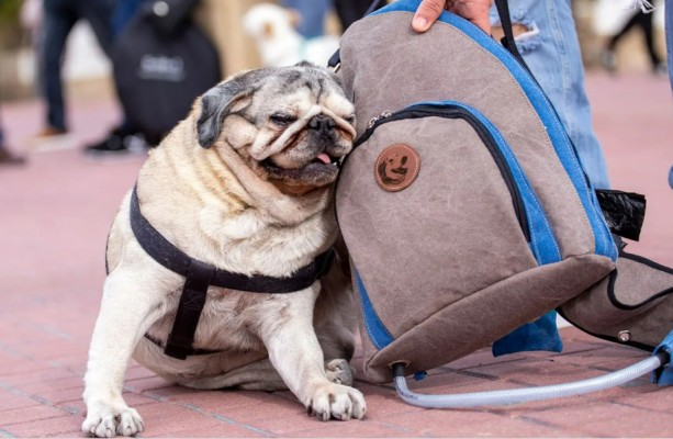 Dog Bag: una mochila que incorpora lo esencial para el aseo y los paseos de perros, desde Benidorm 
