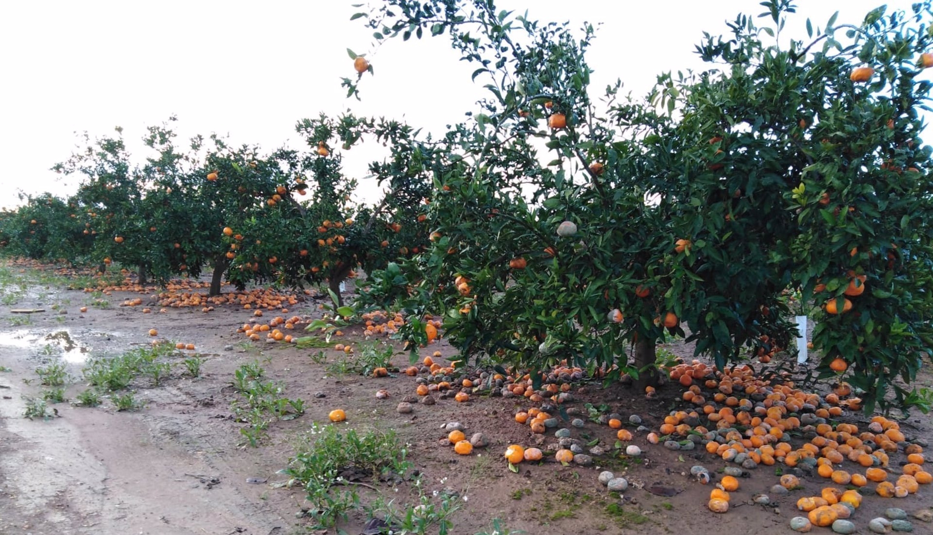 AVA-Asaja prevé pérdidas de 150 millones en la agricultura por las lluvias y el frío en primavera