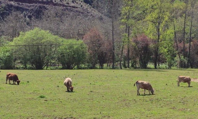 El Gobierno autoriza distribuir entre las CCAA más de 48 millones para líneas agrícolas y ganaderas
