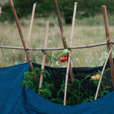 Donadas 3.000 cañas del excedente de la romería de Santa Faz para fomento de la agricultura local