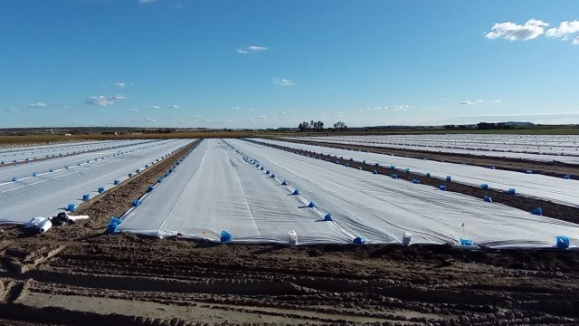 Sancionan a una empresa de San Javier por llevar agricultura intensiva al parque natural alicantino de El Hondo