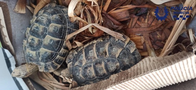 La Policía Local traslada al centro de recuperación del Valle dos tortugas moras aparecidas en Murcia 
