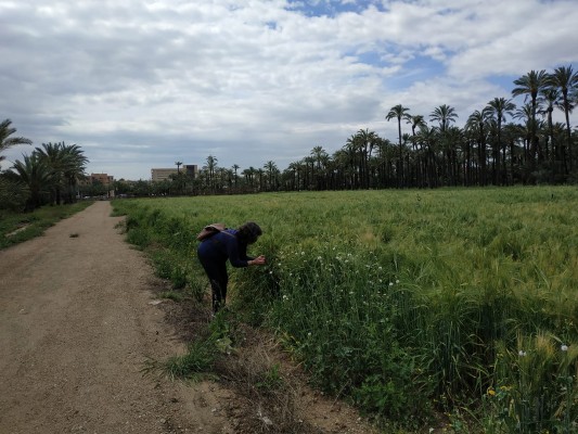 Mientras llega la reforma del Hort del Gat en Elche, una siembra de cereal muestra un palmeral más 'vivo'