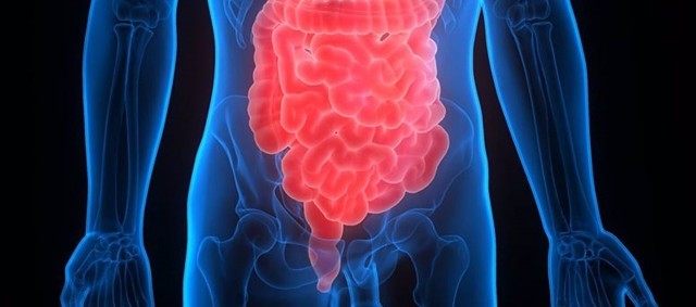 El tipo de dieta puede aumentar unos gases potencialmente dañinos en el intestino