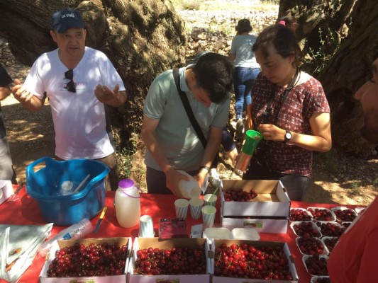 La Jana impulsa un model d'agricultura sostenible a partir del cultiu de la cirera ecològica 