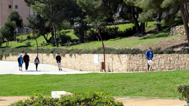 Benidorm pide a la Diputación una subvención para el proyecto de plantación de nuevo arbolado en parques y avenidas
