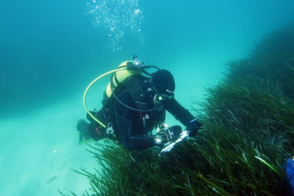 La Comunitat Valenciana tendrá un nuevo decreto para la protección de la posidonia